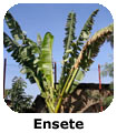 Ensete